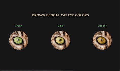 Bengal Cat Eye Color | bestcatteryinfo