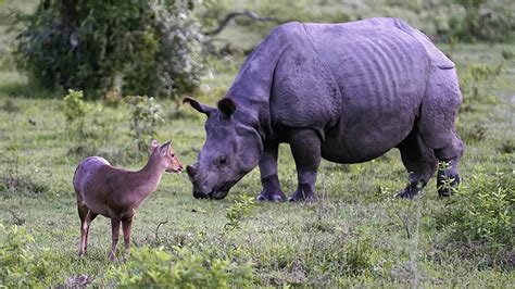 Explained | Are rhino and elephant conservation efforts a success ...