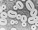 Glycocalyx | Microbiology Wiki | Fandom