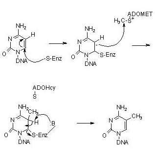 methyltransferase reaction