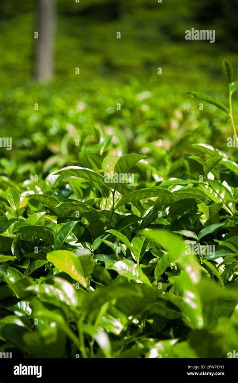 Fresh green tea plantation at Sri lanka Stock Photo - Alamy