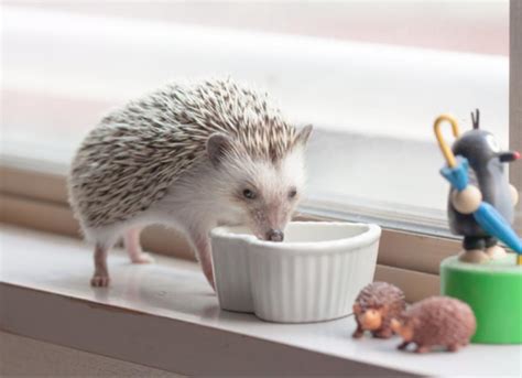 Pet Hedgehog Care and Facts | PetMD