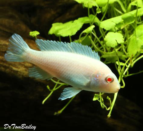 Snow White Socolofi Mbuna Cichlid from Lake Malawi, 1.5" to 2"