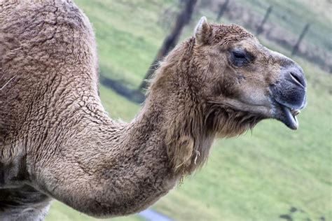 Camel Teeth | Ben Francis | Flickr