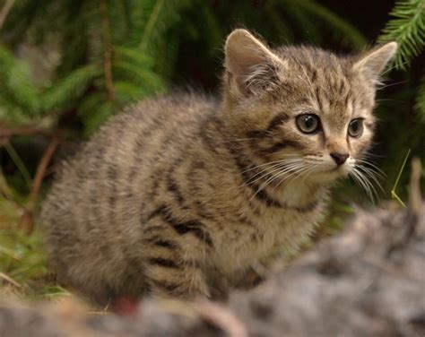 Only hope for the Scottish Wildcat – International Society for Endangered Cats (ISEC) Canada