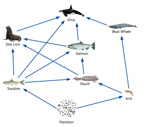 Modeling Marine Ecosystems with Virtual Reality: NOAA's National Ocean Service