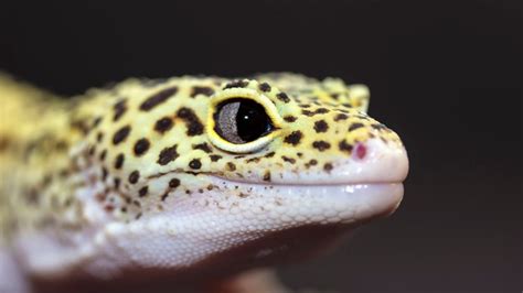 Geckos Are the Coolest Lizards - The Knowledge Library