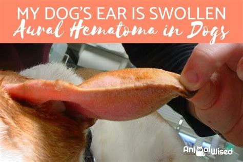 My Dog Has a Swollen Ear - Aural Hematoma in Dogs - Causes & Treatment