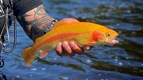 What is a Palomino Trout – Get Fishing