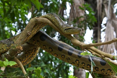 Green Anaconda (Eunectes murinus) | Amazon River, Peru. 26.0… | Flickr