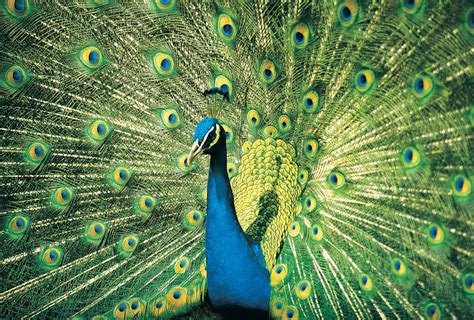 Blue peacock | bird | Britannica