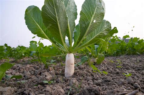 Premium Photo | White radish grows in the field with green leaves