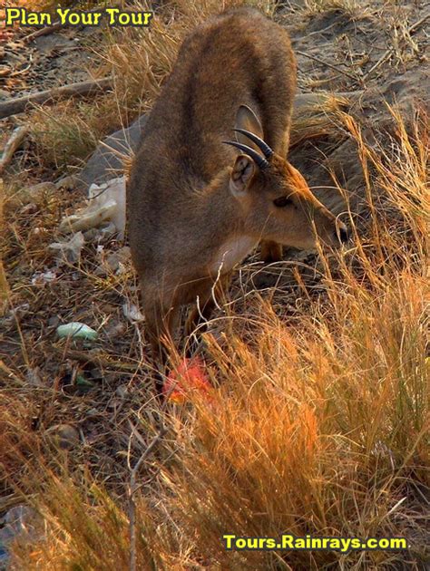 Tourist Attraction India: Chilla wildlife sanctuary Haridwar