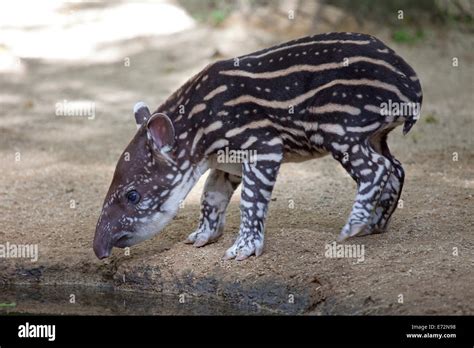 baby malayan tapir Stock Photo - Alamy