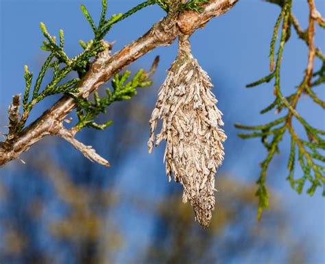 A B Pest Control and Insulation: Bagworms vs. Webworms