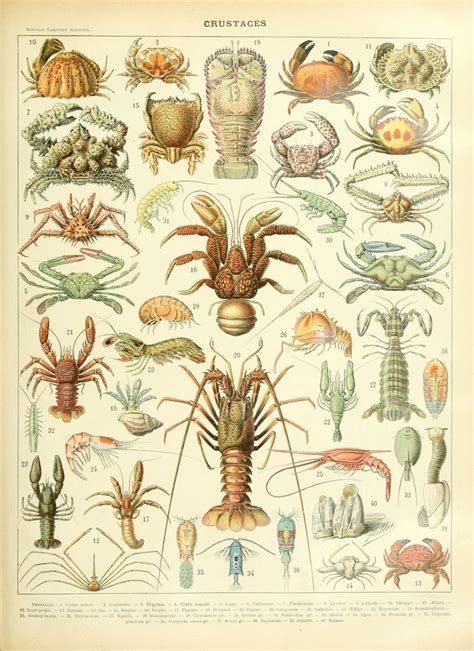 Different Types of Crustaceans Chart 18"x28" (45cm/70cm) Canvas Print