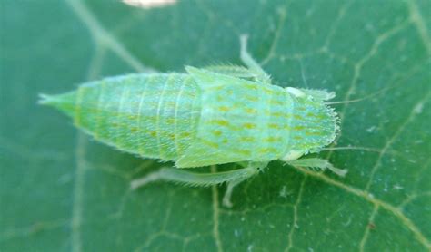 Leafhopper nymph | Triangle Gardener Magazine