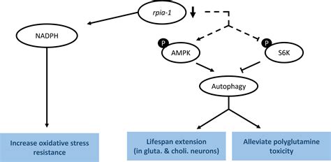 Antioxidants | Free Full-Text | Reduced Ribose-5-Phosphate Isomerase A-1 Expression in Specific ...