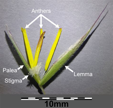 Grass morphology and anatomy - Earth@Home: Evolution