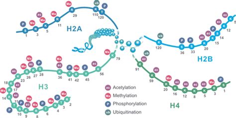 Four Common Histone Modifications-CUSABIO