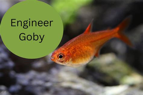 Engineer Goby- A Complete Guide