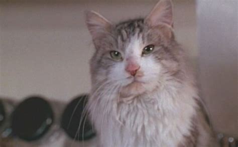 That Darn Cat (1997) - Cinema Cats