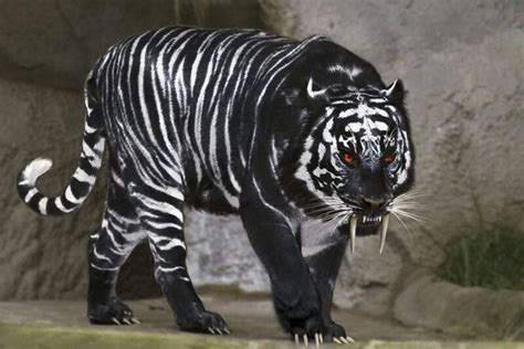 Warcat | Pet tiger, Animals, Animals beautiful