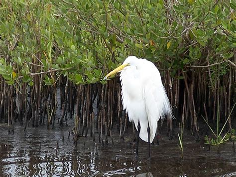 Merritt Island National Wildlife Refuge: Bird Watching in Florida - WanderWisdom