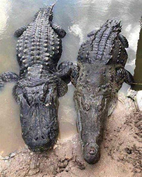 Caimán (izquierda) y cocodrilo (derecha) | Alligator, Crocodile species ...