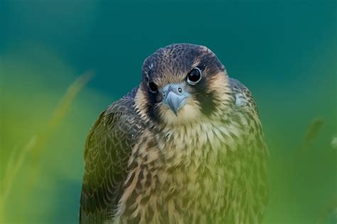 Premium Photo | Peregrine falcon falco peregrinus