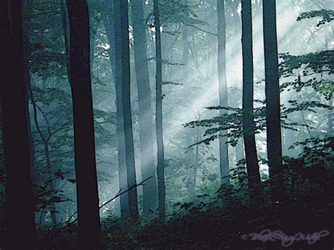 Night Forest by BlackFairyWitch on DeviantArt