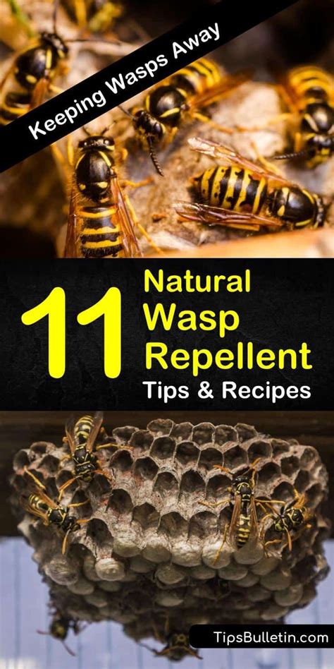 11 Highly Effective Organic Wasp Repellent Solutions | Natural wasp repellent, Wasp repellent, Wasp