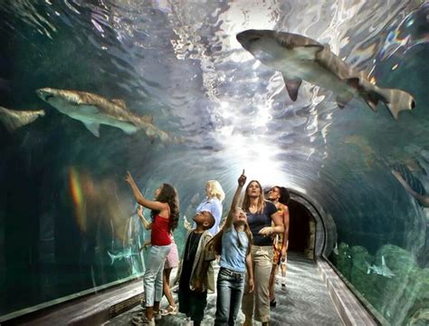 Adventure Aquarium, Camden NJ. An amazing place to visit all year round! | Fish | Pinterest ...