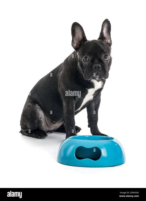 Cute funny dog and bowl with food on white background Stock Photo - Alamy