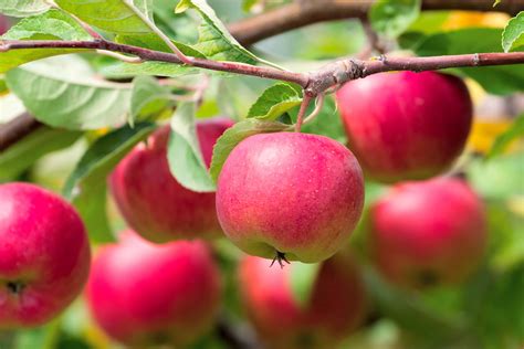 Red apples ready for harvest - Pinecone Cottage Retreat