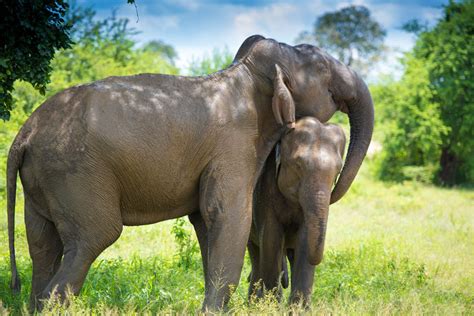 Elephants Can Teach Us About Relationships | Bali Safari and Marine Park