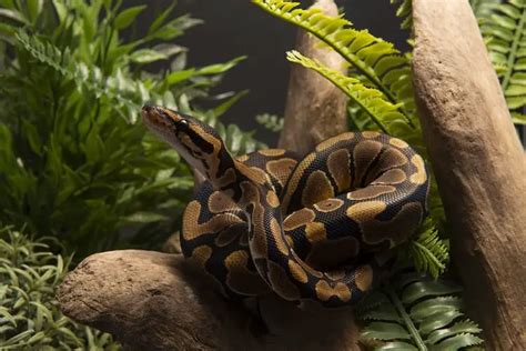 Ball Python Care for Beginners: Handling, Diet & Terrarium Set Up