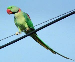 Alexandrine Parrot Facts, Behavior as Pets, Price, Pictures | Singing ...