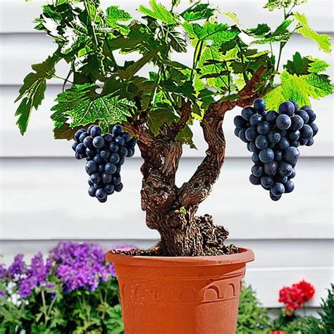 growing grapes indoors - Google Search | Grape tree, Fruit plants, Dwarf fruit trees