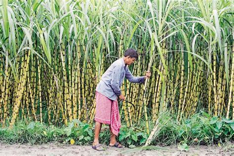 The plight of Karnataka’s sugar cane farmers - Livemint