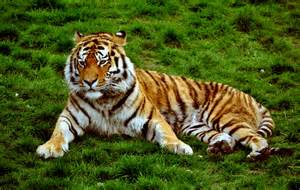 File:Siberian Tiger at Colchester Zoo, UK. (5755163592).jpg - Wikimedia ...