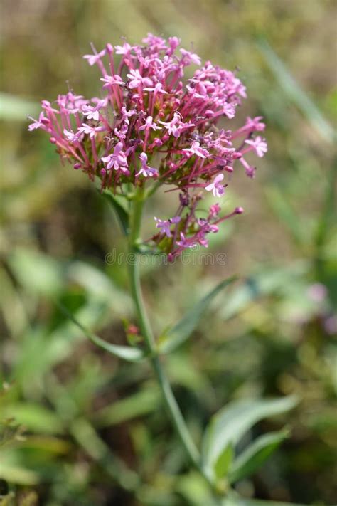 Red valerian stock photo. Image of close, plant, foxs - 124471232