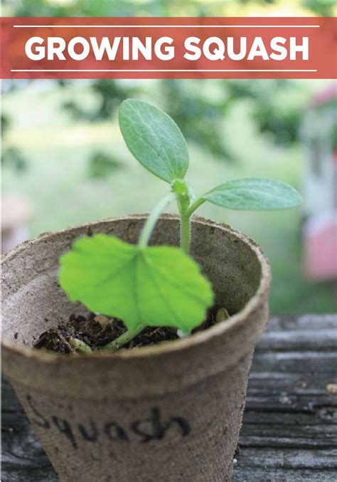 Secrets to Growing Summer Squash | Growing squash, Squash, Summer squash