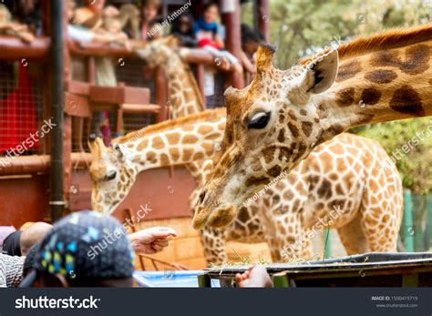 People Feeding Giraffes Giraffe Center Nairobi Stock Photo 1590419719 ...