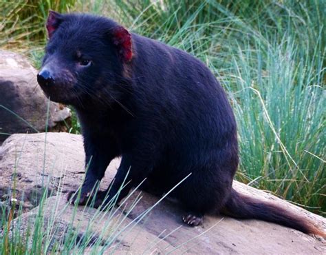 Tasmania: Tasmanian Devil Conservation Park – Travel2Unlimited