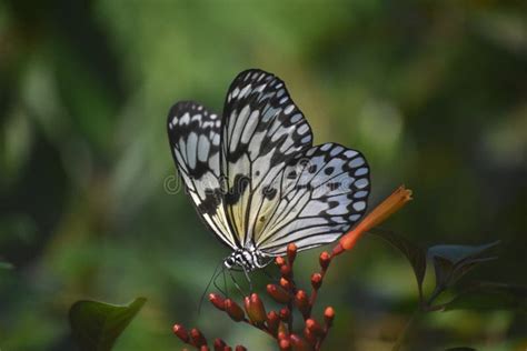 Tree Nymph Butterfly with Wings Folded on a Red Flower Stock Image ...