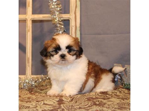 Shih Tzu-DOG-Male-White / Gold-2533158-My Next Puppy