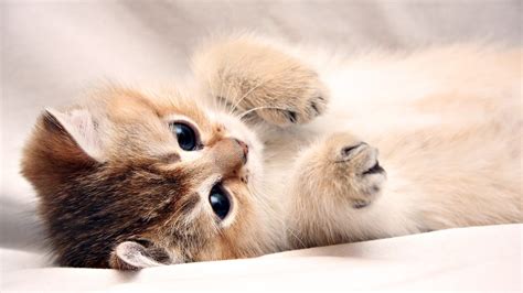 Wallpapers Backgrounds - laptop background cute kitty landscape ... | Kittens cutest, Kitten ...