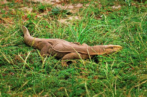 Common Indian Monitor Lizard Photograph by Kedar Bhide - Fine Art America