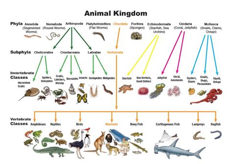 Klasifikasi Kingdom Animalia - Materi Biologi Kelas 10